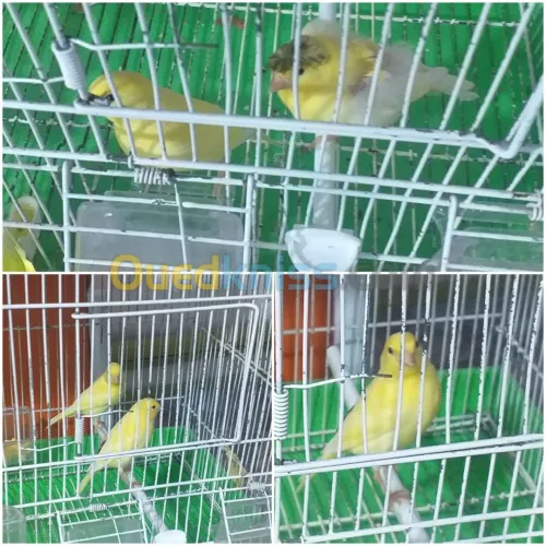 فراخ كناري 