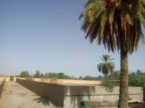 Location Terrain Agricole Laghouat Laghouat