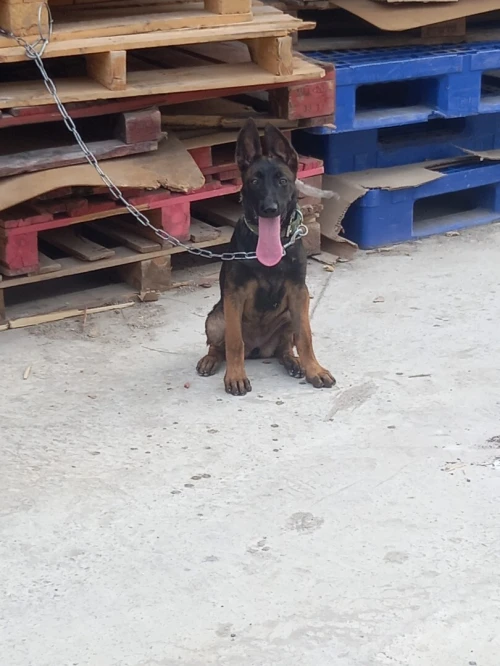 Malinois 