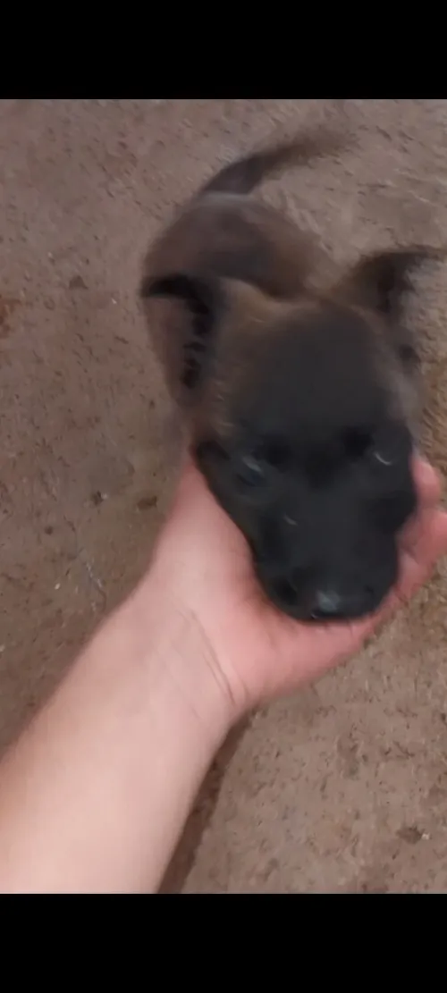 Malinois