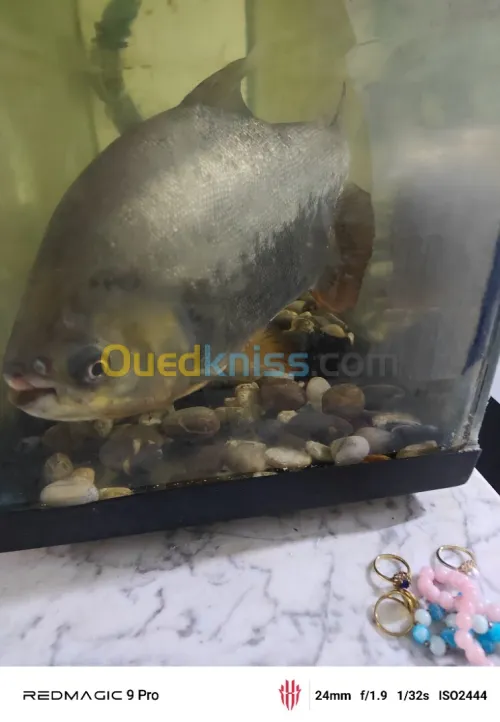 Poisson Pacu noire piranha 