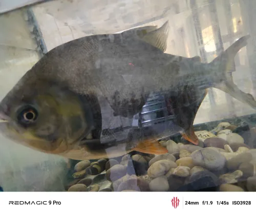Poisson Pacu noire piranha 
