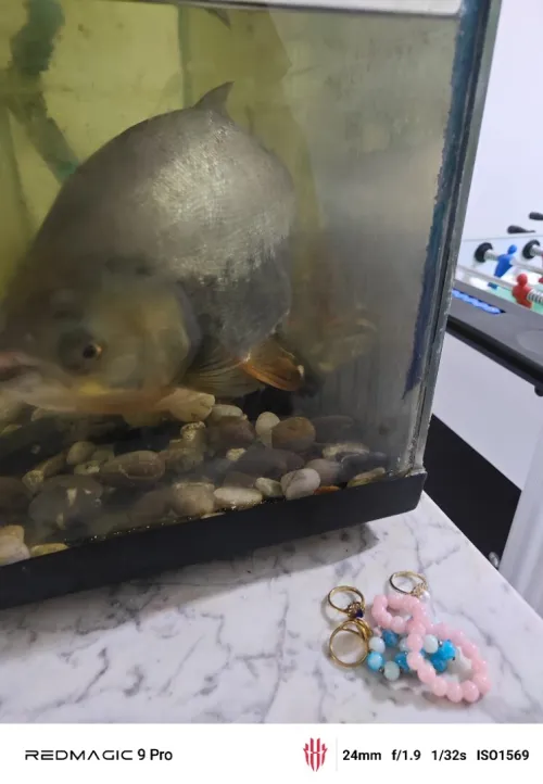 Poisson Pacu noire piranha 