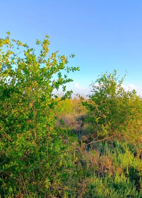 Vente Terrain Agricole Mostaganem El hassiane