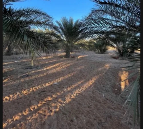 Vente Terrain Agricole Ouled Djellal Doucen 7