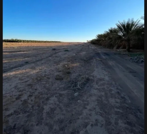 Vente Terrain Agricole Ouled Djellal Doucen 2