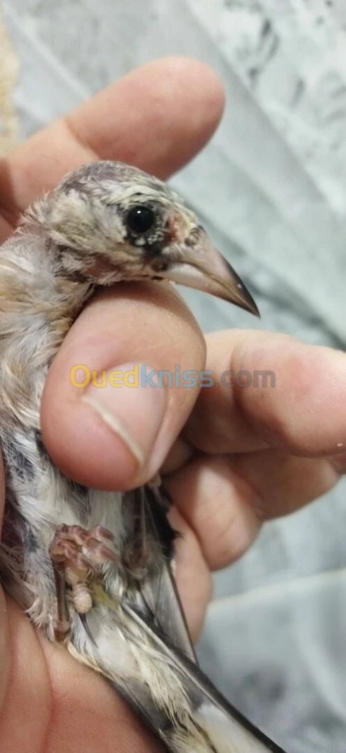 مقنين مشاء الله