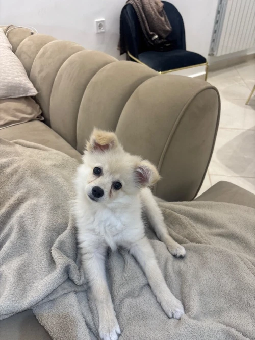 Spitz allemand nain a vendre