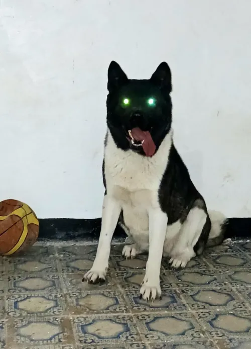 Femelle akita 