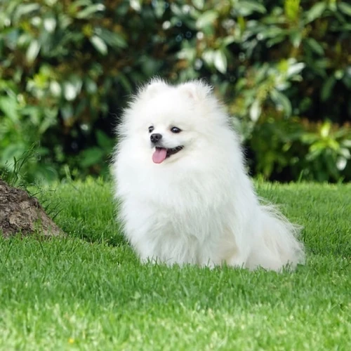 Mâle spitz Poméranie