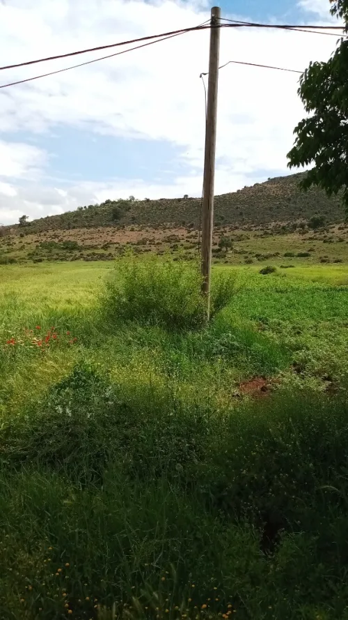 Vente Terrain Tlemcen Oued chouli