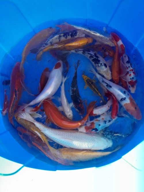 Poisson koi et comet