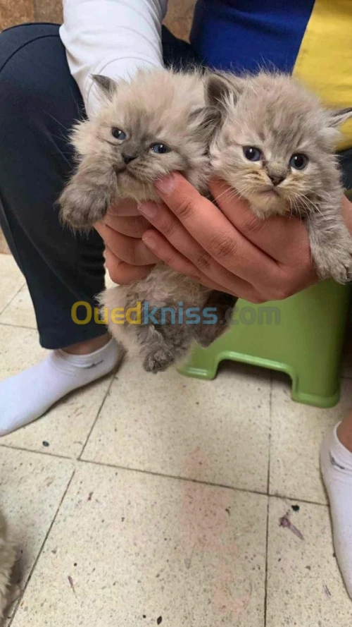 Chat persan