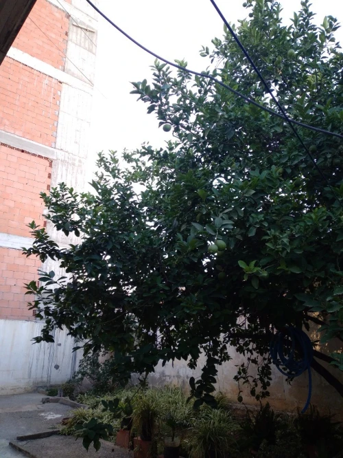 Vente Appartement F03 Alger Les eucalyptus