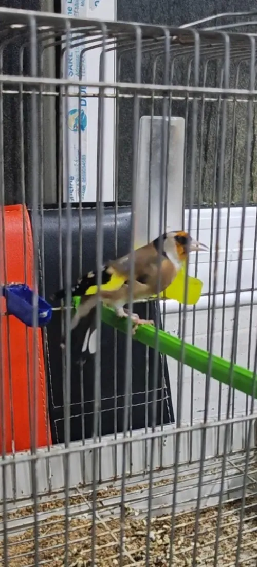 Chardonneret coupleur canaris