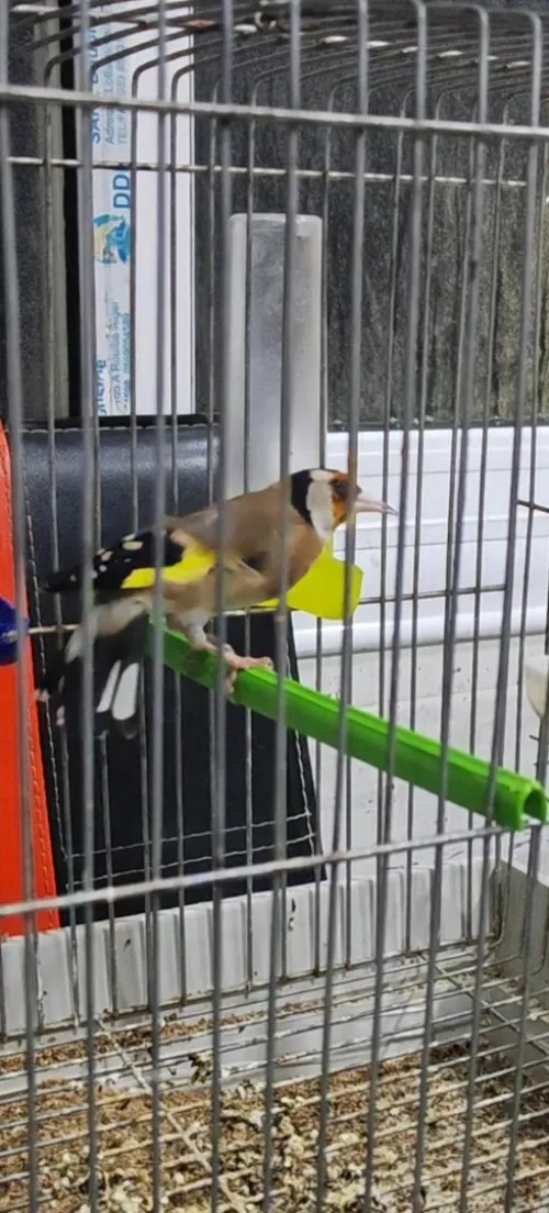 Chardonneret coupleur canaris