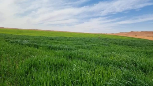 Vente Terrain Agricole Tiaret Rahouia