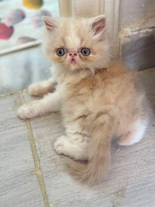 Persan peke face