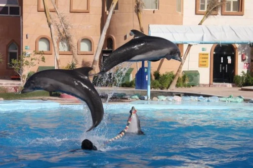 voyage organisé SHARM EL SHEIKH A 199.000 DA  Juillet / Août VOL DIRECT (SANS VISA) 