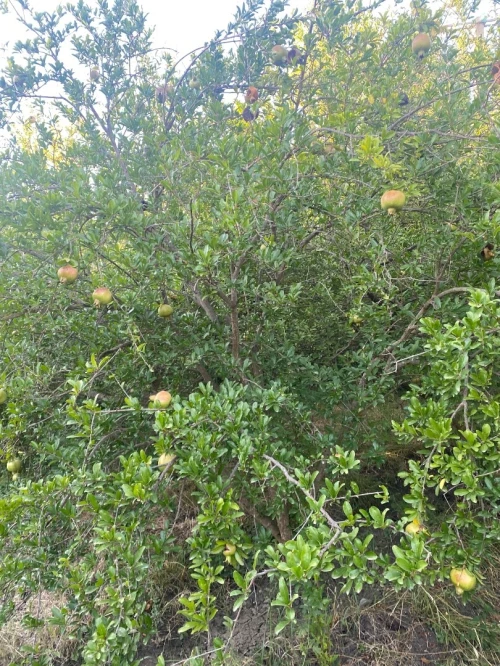 Figues