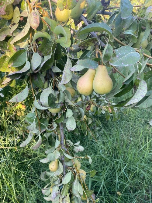 Figues