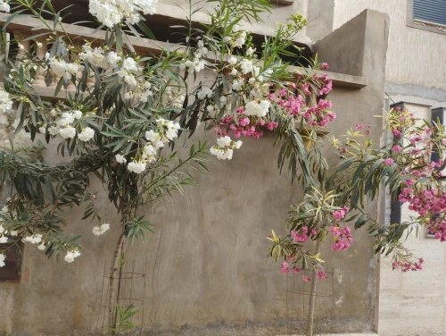 Vente Villa Oran Bir el djir