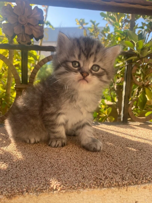 Chatons