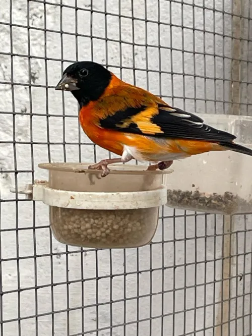 Les oiseaux 
