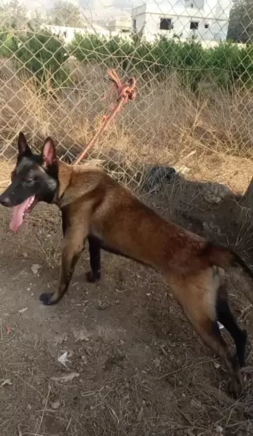 Chiot malinois Charbonnier pure race 