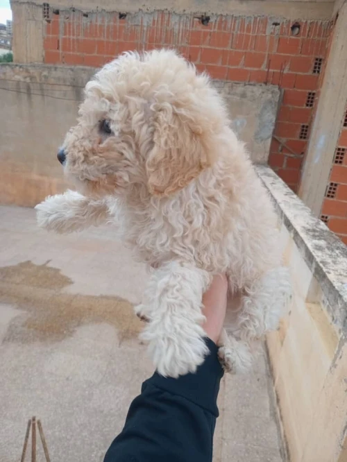 Chien caniche bichon