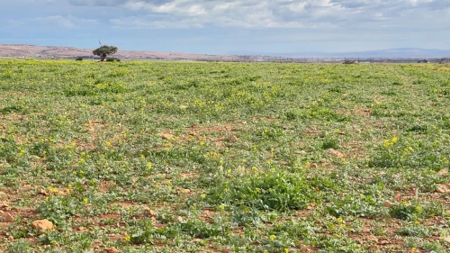 Vente Terrain Agricole Mascara Oggaz 3