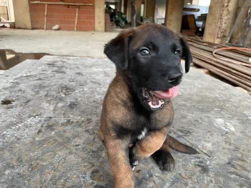 Malinois charbonner