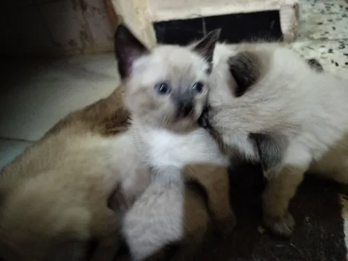 Chatons siamois pure race
