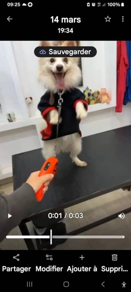 Chien spitz
