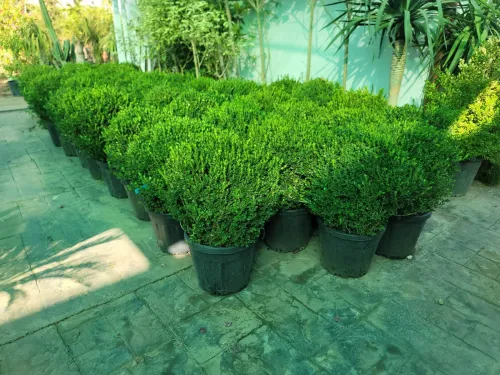 Gazon et plantes 