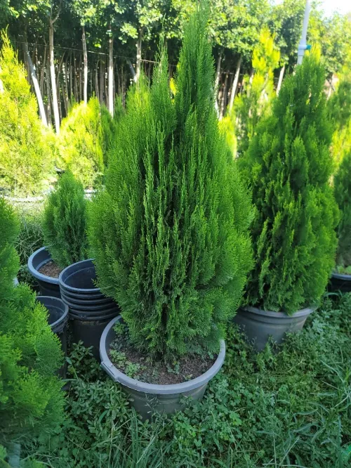 Gazon et plantes 
