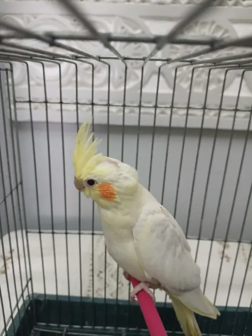 calopsitte male