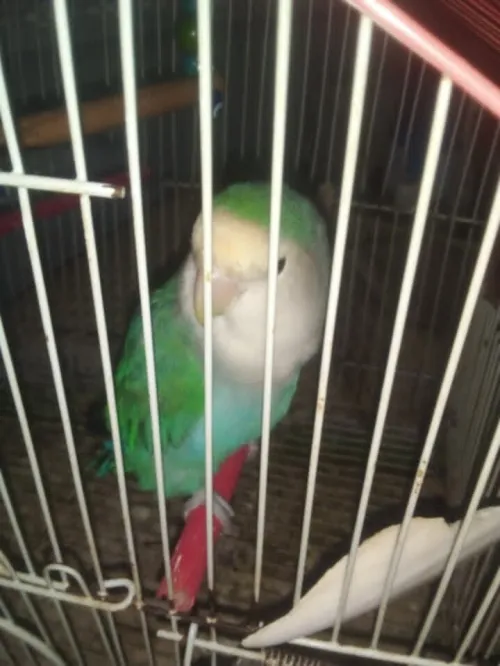 oiseau inseparable