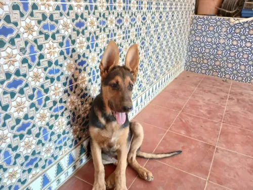 CHIOT MALE BERGER ALLEMEND INCLINE ROYAL 04 MOIS
