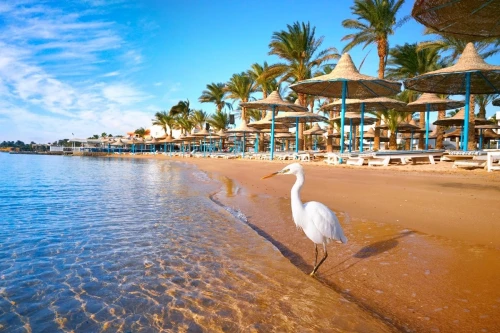 EGYPT / Caire + Sharm El Sheikh SEPTEMBRE 10 Jours à 173.000 Da