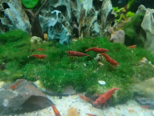 Crevette pour aquarium 