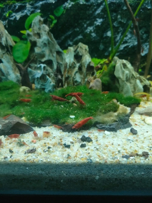 Crevette pour aquarium 