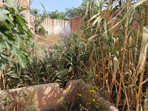 Vente Terrain Sidi Bel Abbès Sidi bel abbes