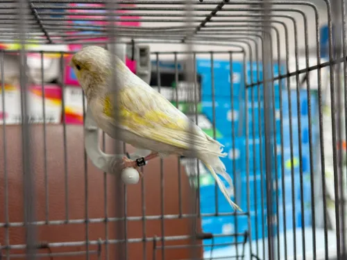 Canari jaspe