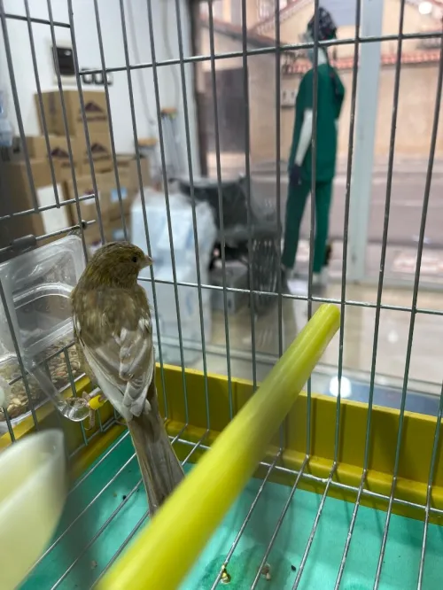 Canaris jaspe sd