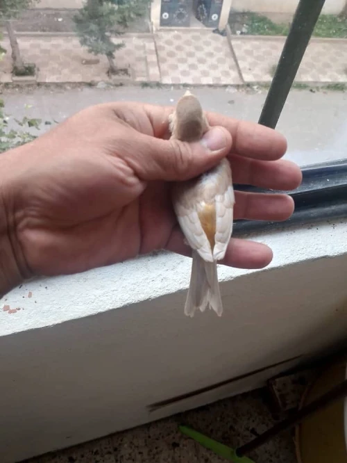 Femelle Canari jaspe