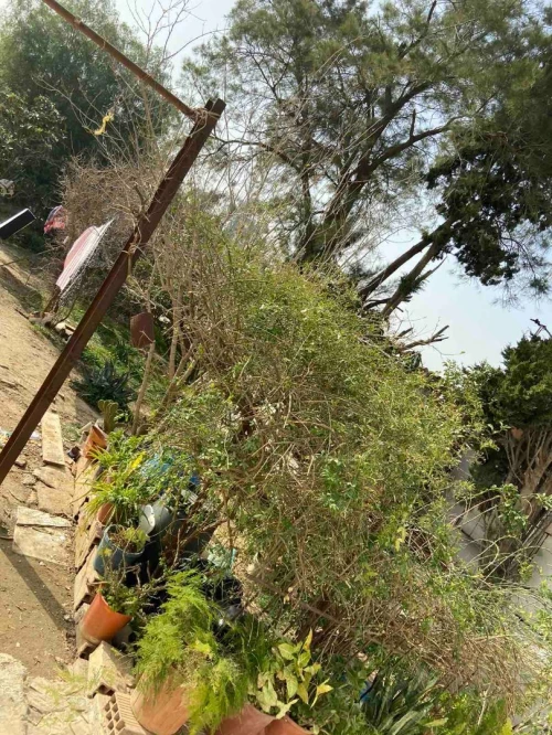 Vente Villa Blida Meftah