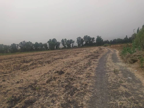 Vente Terrain Agricole Blida Ouled el alleug