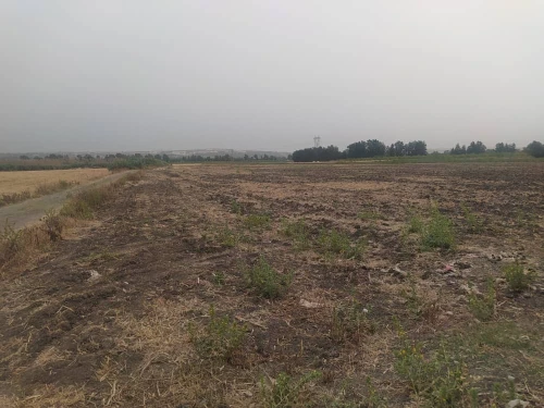 Vente Terrain Agricole Blida Ouled el alleug
