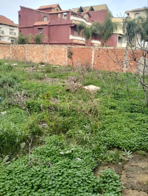 Vente Terrain Blida Ouled yaich